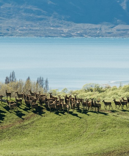 Deer grazing at west wanaka station