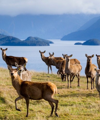 Deer grazing with a lake backdrop