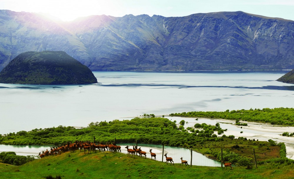 Deer grazing at west wanaka station