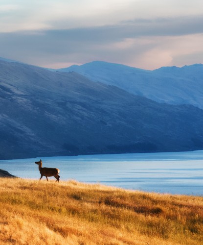 Deer grazing at sunset